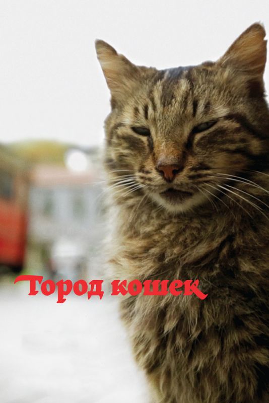 Скачать Город кошек / Kedi HDRip торрент