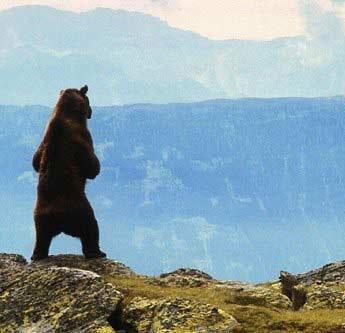 Медведь кино фильм скачать торрент