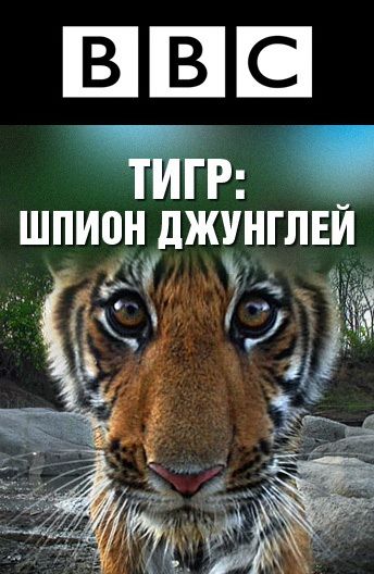 Скачать BBC: Тигр – Шпион джунглей / Tiger: Spy in the Jungle 1 сезон HDRip торрент