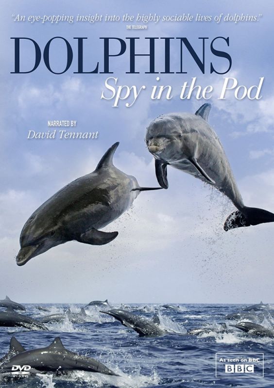 Скачать Дельфины скрытой камерой / Dolphins: Spy in the Pod 1 сезон HDRip торрент