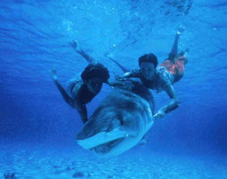Ловец акул с острова Бора-Бора кино фильм скачать торрент
