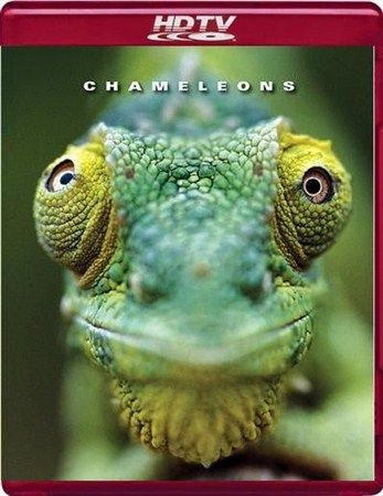 Скачать Хамелеоны мира / Chameleons of the world HDRip торрент
