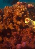 Чудеса океана 3D кино фильм скачать торрент