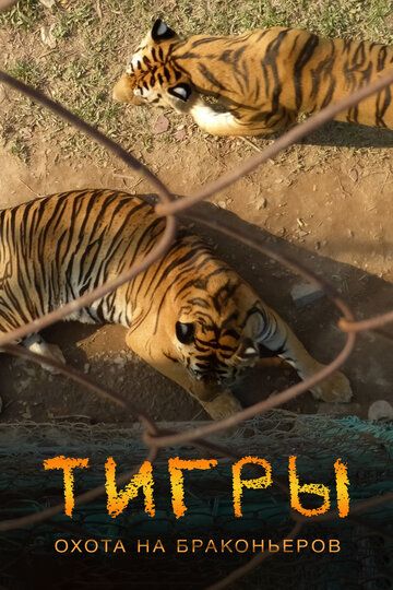 Скачать Тигры: Охота на браконьеров / Tigers: Hunting the Traffickers HDRip торрент
