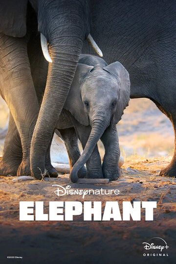 Скачать Слон / Elephant HDRip торрент