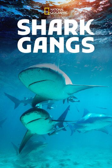 Скачать Акульи банды / Shark Gangs HDRip торрент