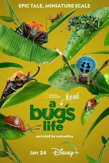 Скачать Настоящая жизнь жука / A Real Bug's Life HDRip торрент
